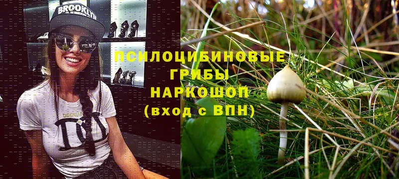 Галлюциногенные грибы Psilocybine cubensis  Приволжск 